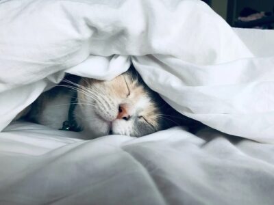 Cat Beds