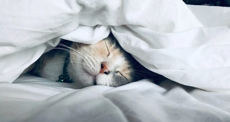 Cat Beds: Choosing the Best One Cat Beds