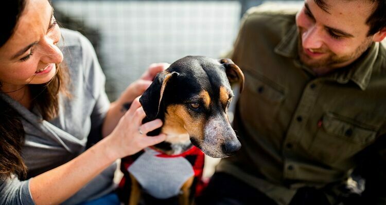 Pet Care Company - Know of the Services Provided Pet Care