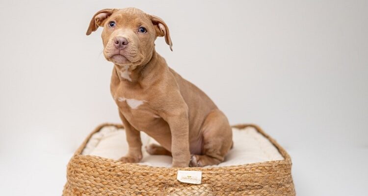 Helping Your Pets Through Animal Communication Pets