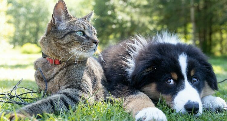 Dogs and Cats