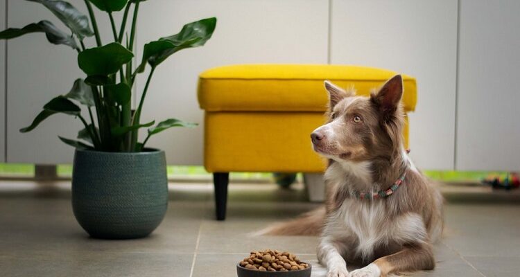 Address Digestive Issues in Your Pet with The Best Natural Dog Food Dog Food