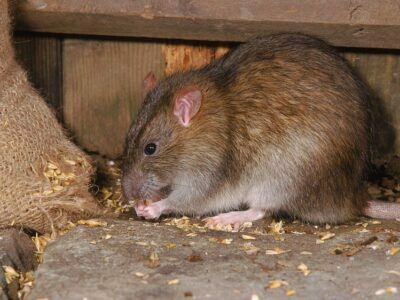 Clean Rat Droppings