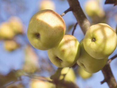 Can I Grow Pear Trees In Scotland? Pear Trees