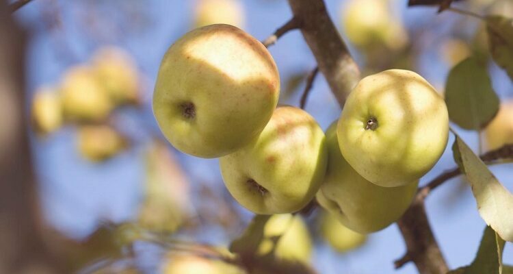 Pear Trees